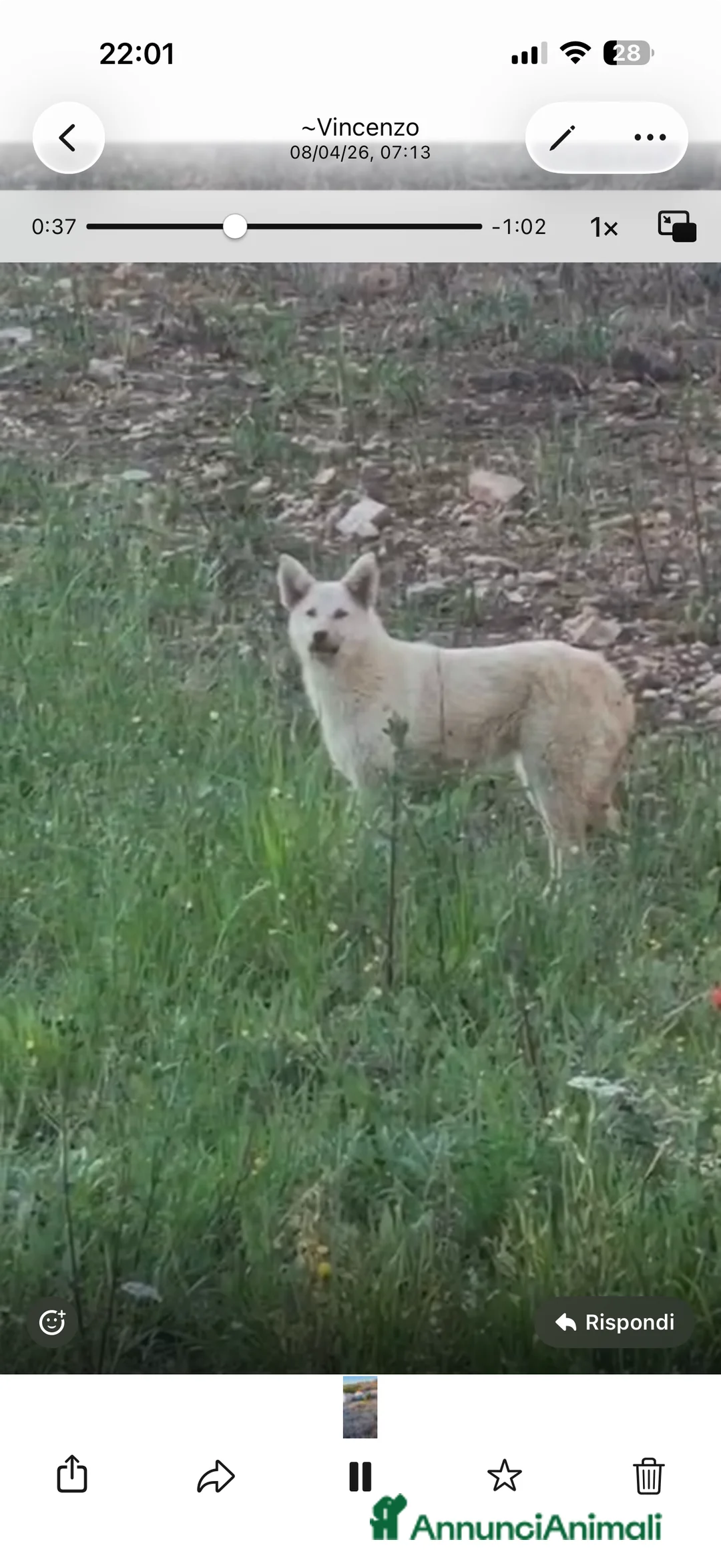 Meticcio cani in regalo: Dolce Xena  - Annuncio 2