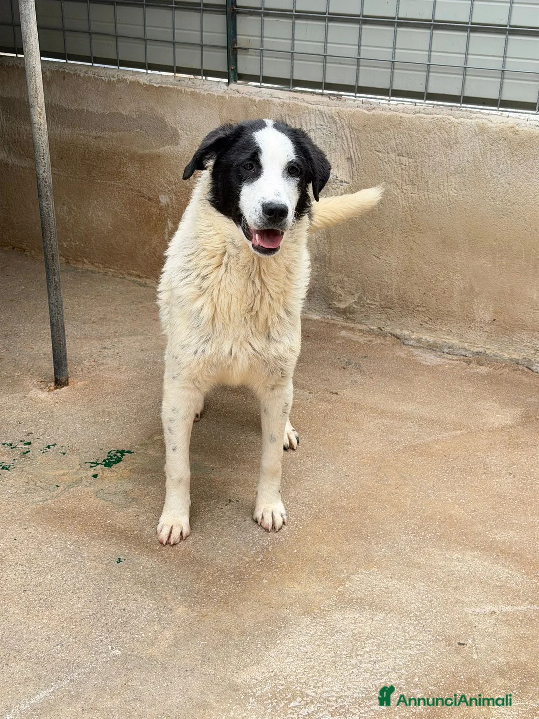 Meticcio cani in regalo: Luna cucciola in adozione  - Annuncio 2