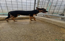 Meticcio cani in regalo: Lucio: cucciolotto taglia piccola timido dolce  - Annuncio 4