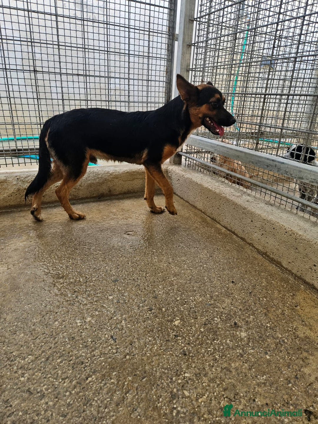 Meticcio cani in regalo: Lucio: cucciolotto taglia piccola timido dolce  - Annuncio 4