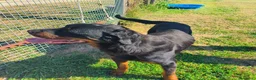 Rottweiler cani in regalo: ADAMO, splendido Rottweiler - Annuncio 10