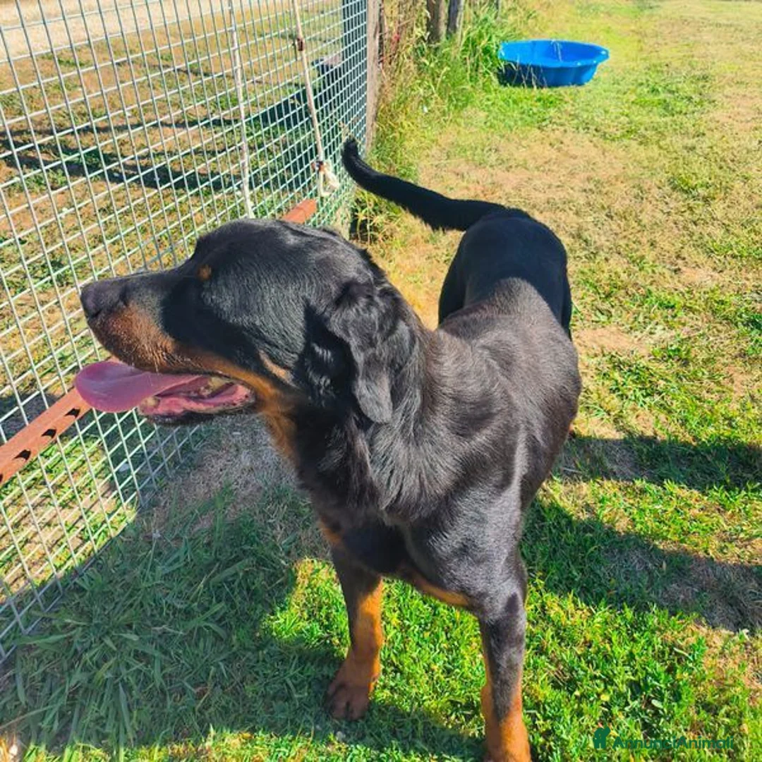 Rottweiler cani in regalo: ADAMO, splendido Rottweiler - Annuncio 10