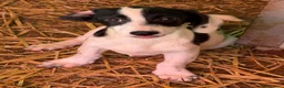 Meticcio cani in regalo: FLORIA e FANA, sorelline a macchioline! TG PICCOLA - Annuncio 4