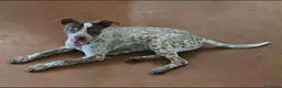 Meticcio cani in regalo: 1 anno 12 chili, dolce e simpatico  - Annuncio 2
