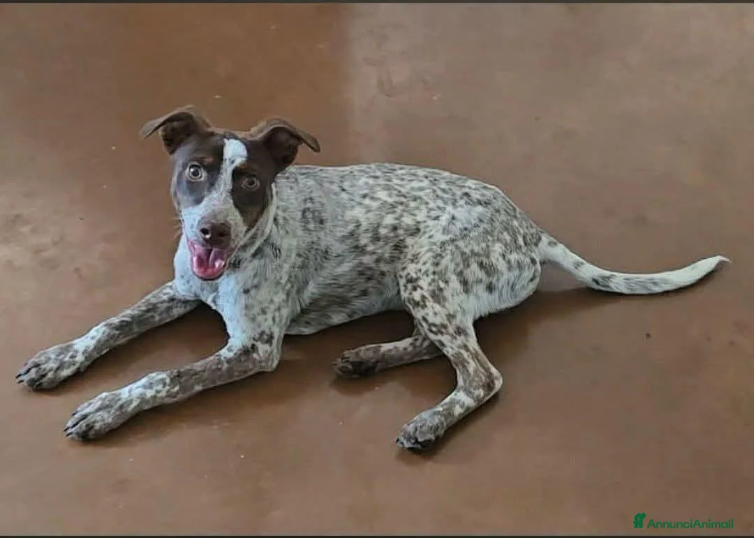 Meticcio cani in regalo: 1 anno 12 chili, dolce e simpatico  - Annuncio 2