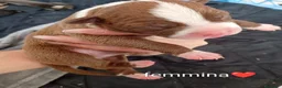 Pitbull cani in vendita: Cuccioli di american Pitbull  - Annuncio 5