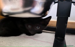 Europeo gatti in vendita: Gattino di 3 mesi maschio a Provincia di Lecco - Immagine 5