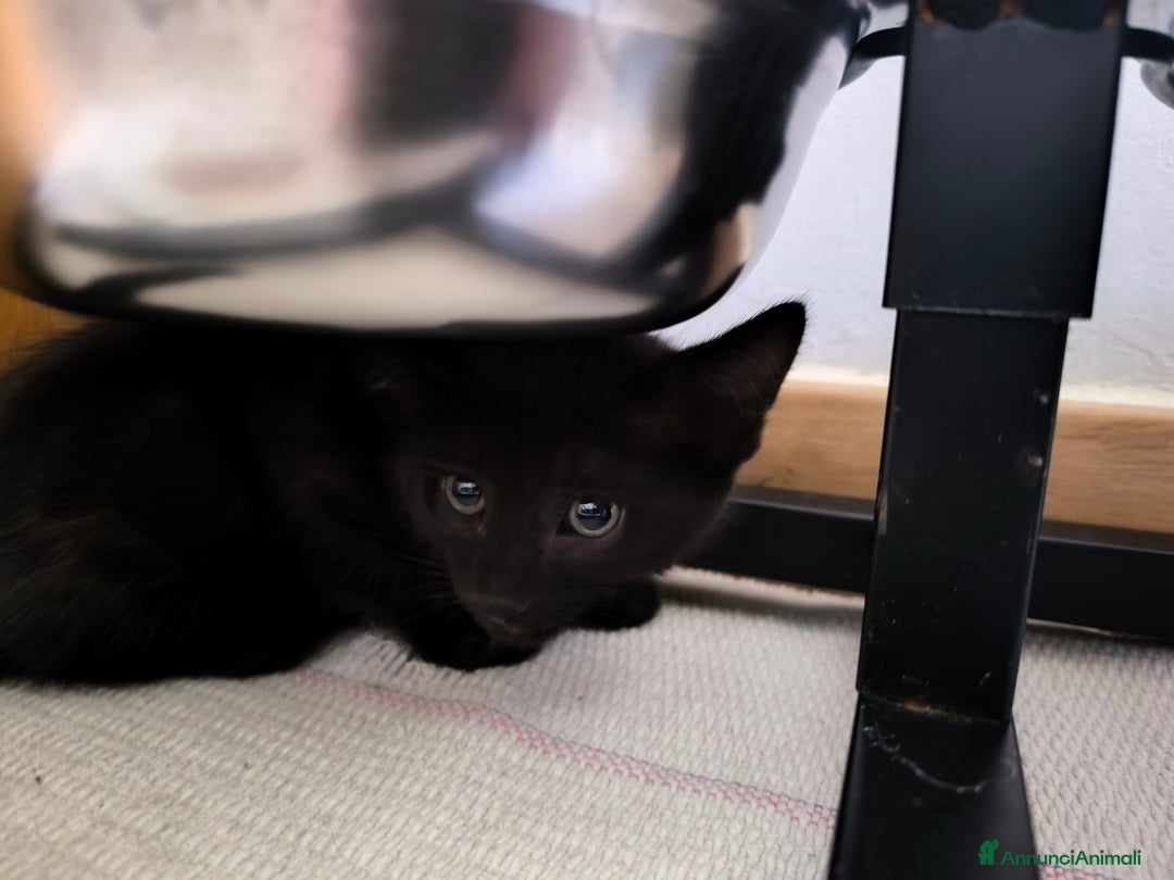 Europeo gatti in vendita: Gattino di 3 mesi maschio a Provincia di Lecco - Immagine 5