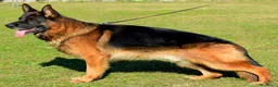 Pastore Tedesco cani in vendita: cuccioli - Annuncio 16