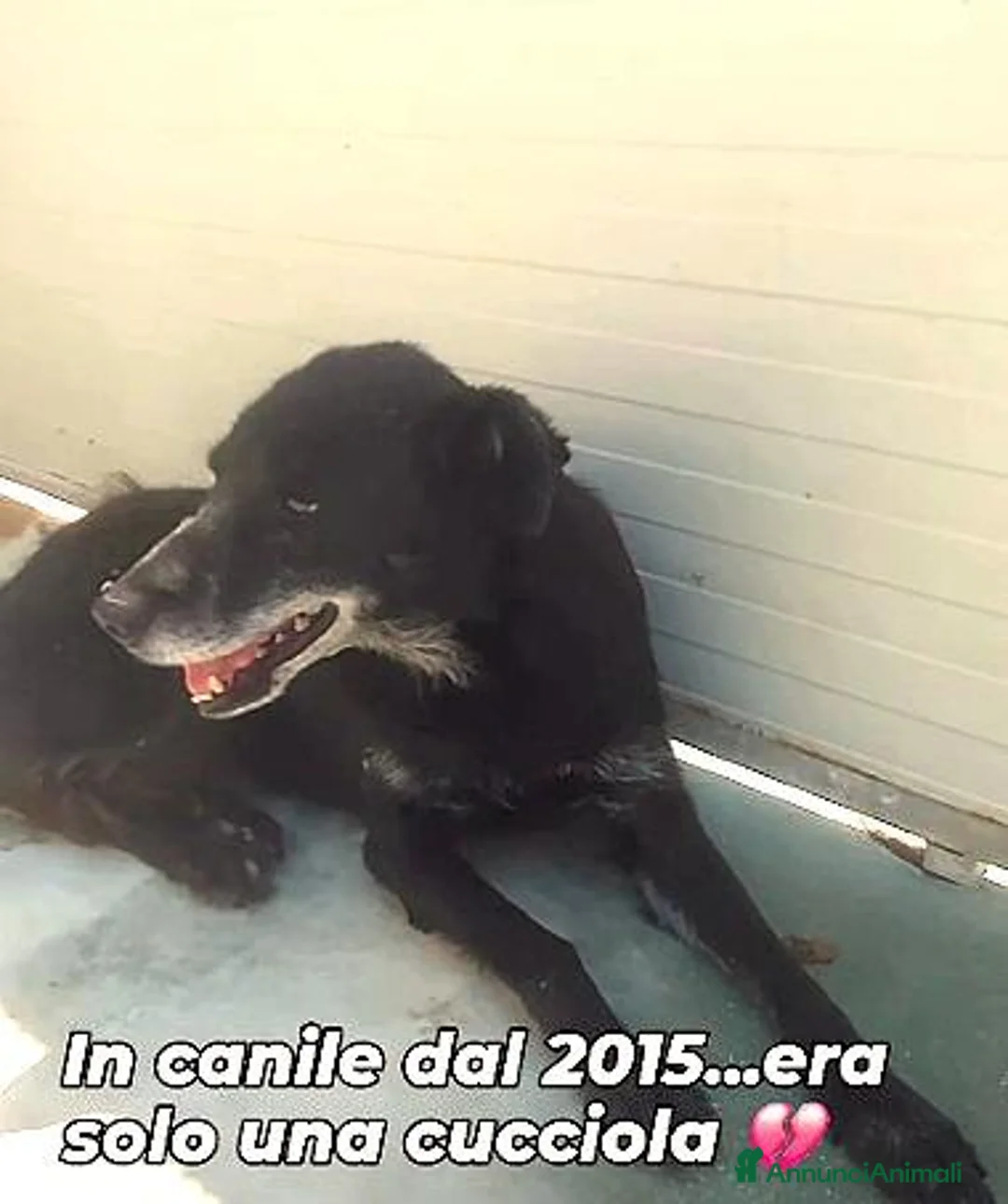 Meticcio cani in regalo: MIRTILLA IN CANILE DAL 2015 - Annuncio 2