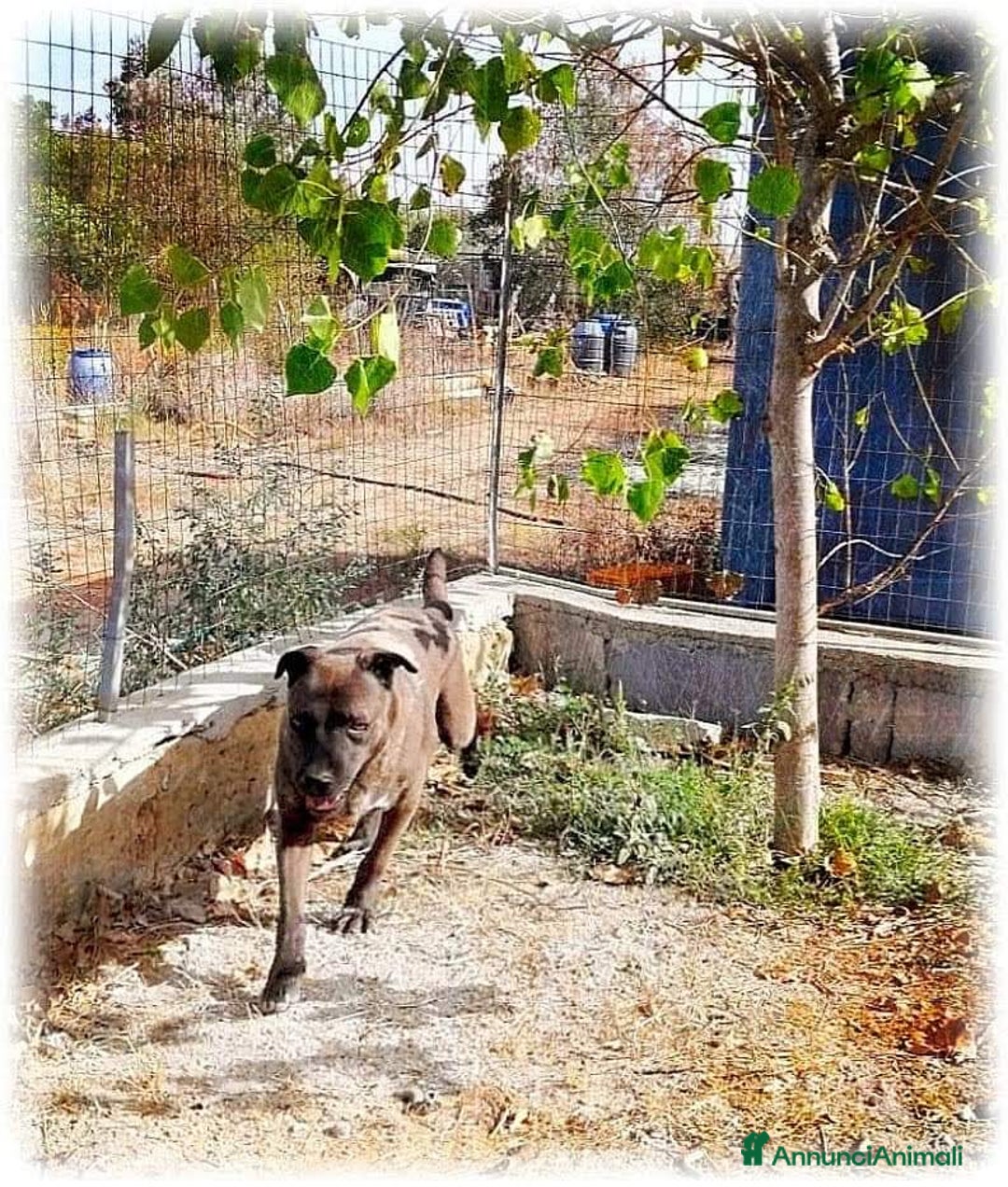 Meticcio cani in regalo: 5anni manto nocciola triste in canile.LECCE SOS a Città metropolitana di Milano - Annuncio 4