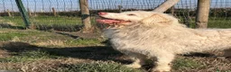 Meticcio cani in regalo: BUTTATO VIA DALLA SUA FAMIGLIA! a Città Metropolitana di Bologna - Annuncio 8