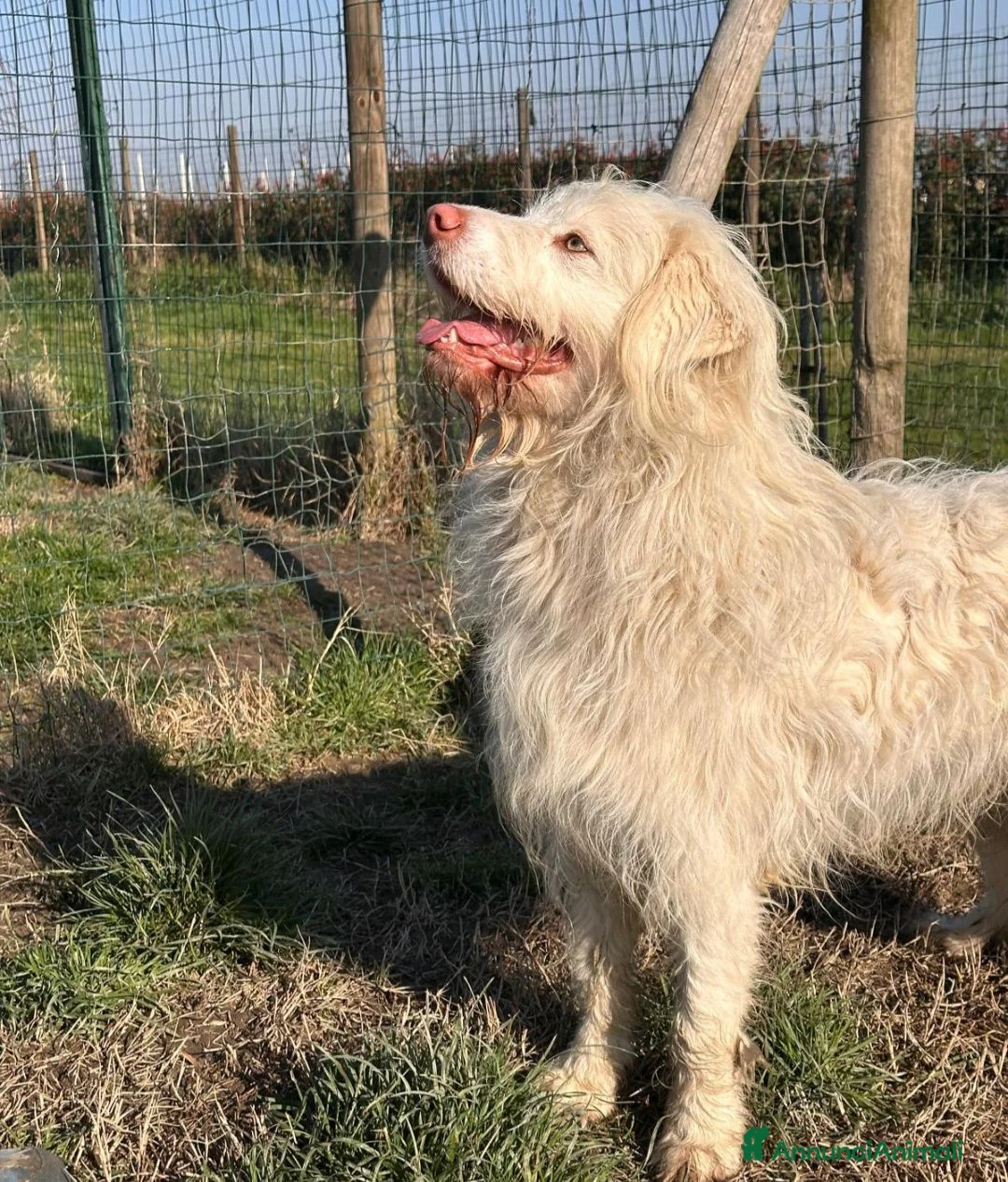 Meticcio cani in regalo: BUTTATO VIA DALLA SUA FAMIGLIA! a Città Metropolitana di Bologna - Annuncio 8