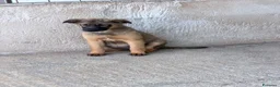 Meticcio cani in regalo: Lea.  a Provincia di Siena - Annuncio 3