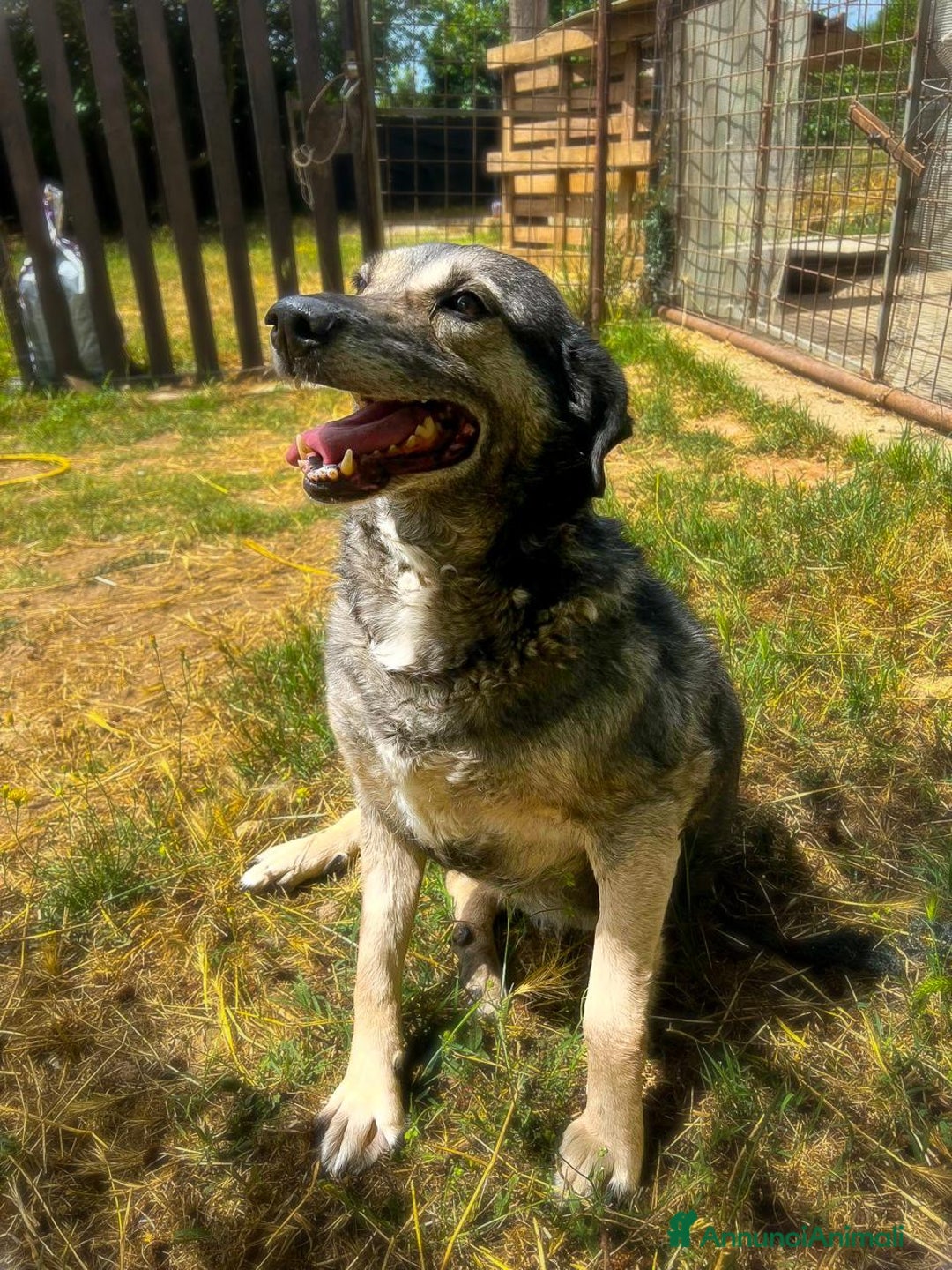 Meticcio cani in regalo: MOLLY 🩷 - adozione del cuore per questa mamma 🐾 - Annuncio 4