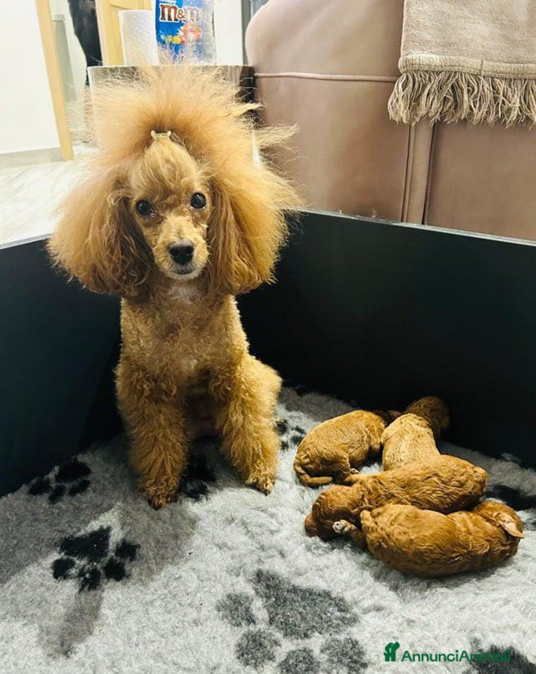 Barboncino Toy cani in vendita: Barboncino Toy - Annuncio 8