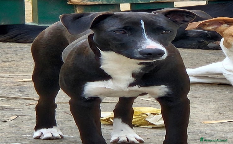 Meticcio cani - Annuncio 4