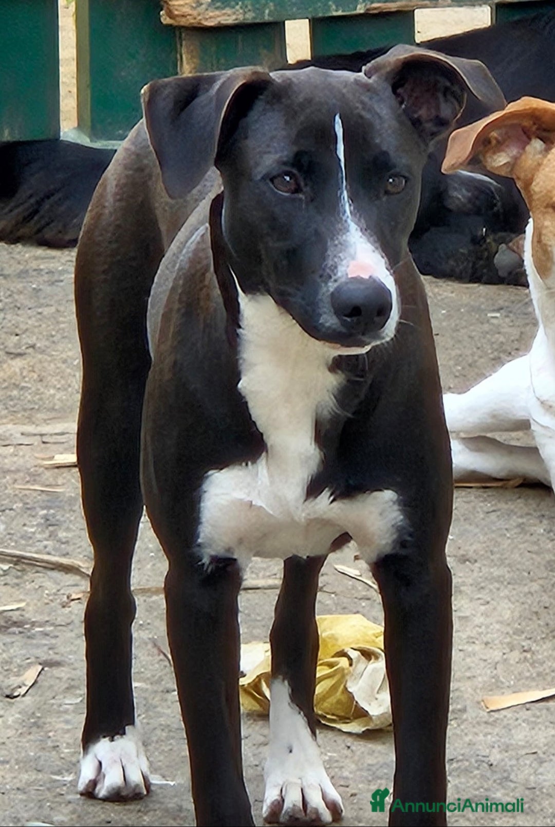 Meticcio cani in regalo: MAYA MIX LABRADORINA  - Annuncio 1