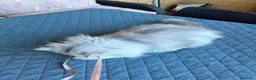 Persiano gatti in vendita: Persiano chinchilla  - Annuncio 10