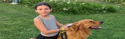 Golden Retriever cani per accoppiamento: Golden retriever per accoppiamento - Annuncio 4