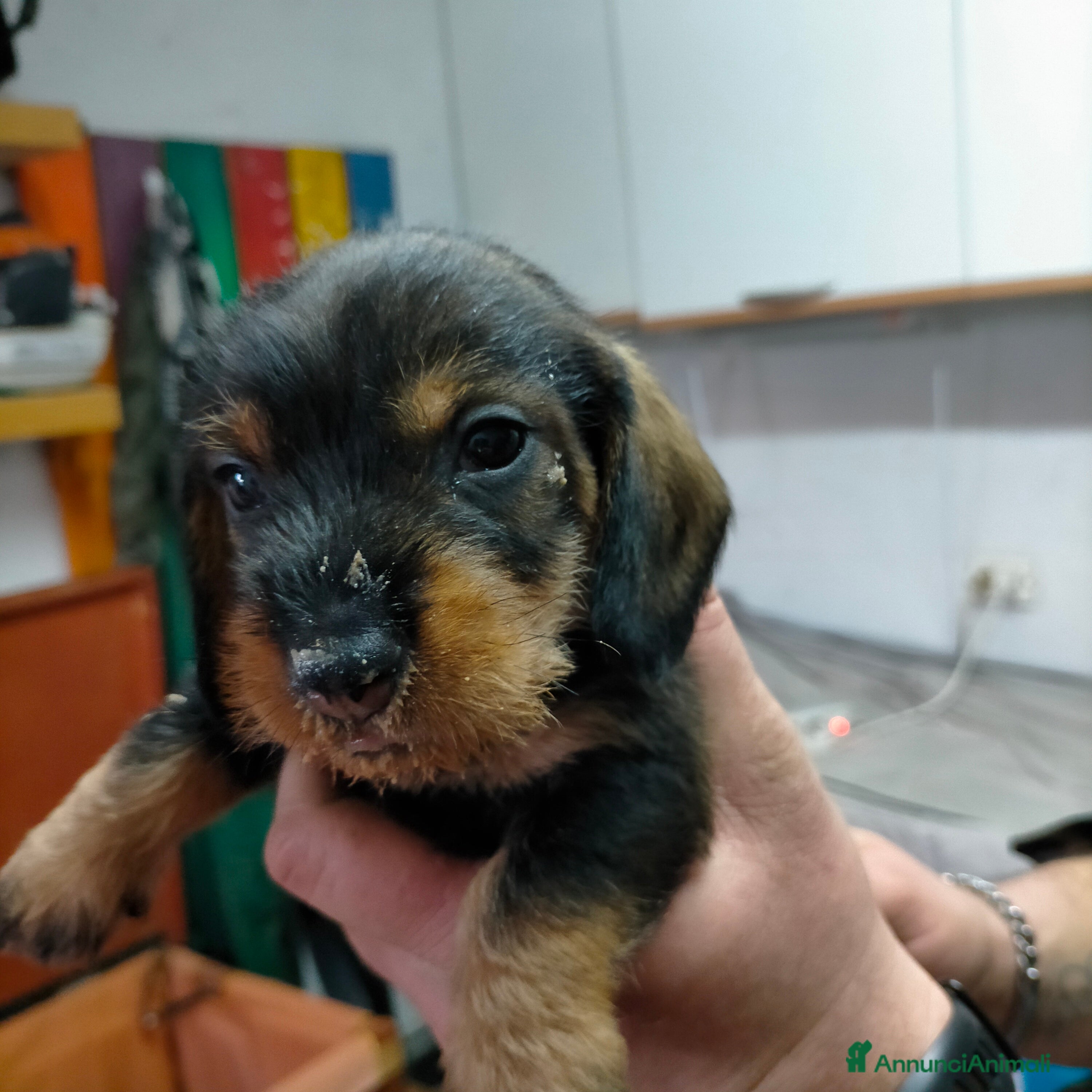 Bassotto cani Bassotto tedesco a pelo duro  - Annuncio 16