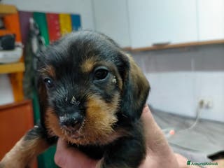 Bassotto cani Bassotto tedesco a pelo duro - Annuncio 16