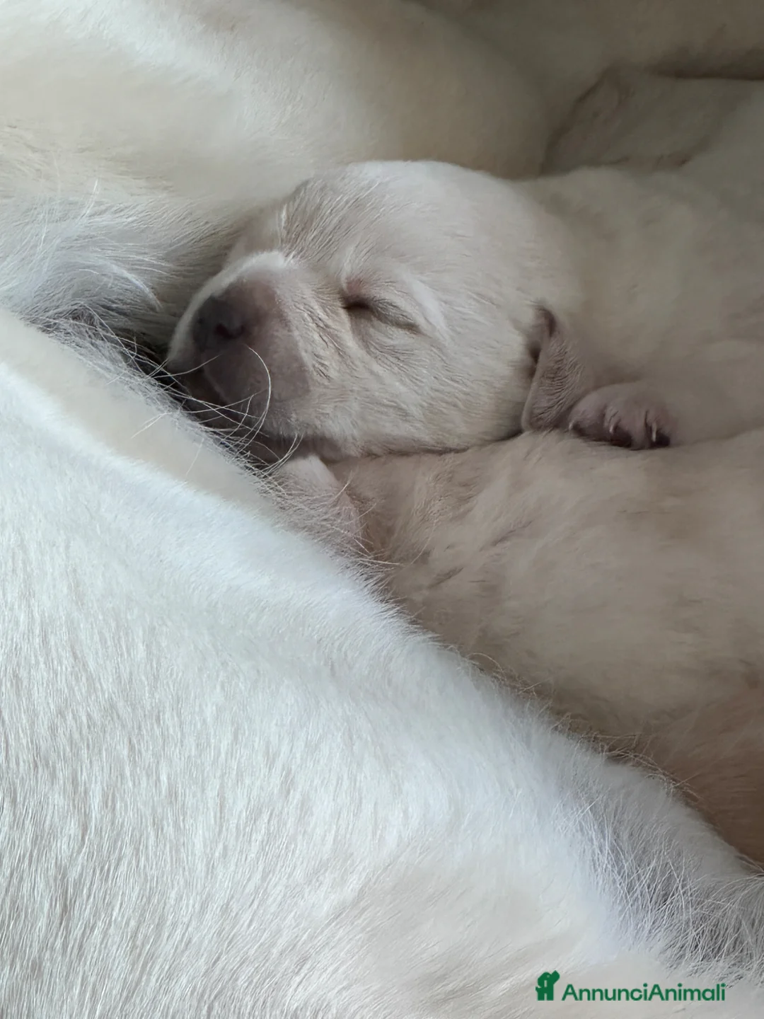 Labrador cani in vendita: Splendidi Cuccioli di Labrador - Annuncio 2