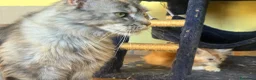 Maine Coon gatti in vendita: Bellissimi MAINE COON pagabili in 3 rate - Annuncio 6