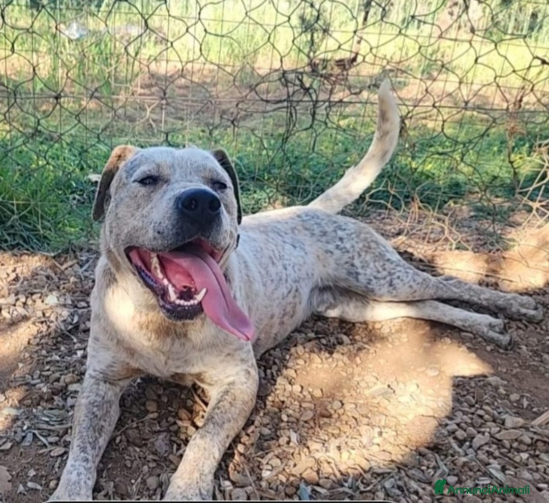 Meticcio cani in regalo: Molossino 2anni e 1/2 dal recinto al canile.CALABR - Annuncio 4