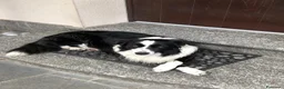 Border Collie cani per accoppiamento: Maschio Border Collie per accoppiamento a Provincia di Sondrio - Annuncio 3