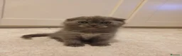 Scottish gatti in vendita: Scottish fold/straight  a Provincia di Padova - Annuncio 7