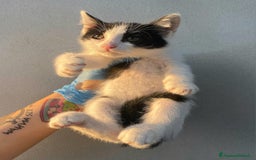 Meticcio gatti in regalo: Jasper gattino di 2 mesi a Provincia di Teramo - Immagine 4