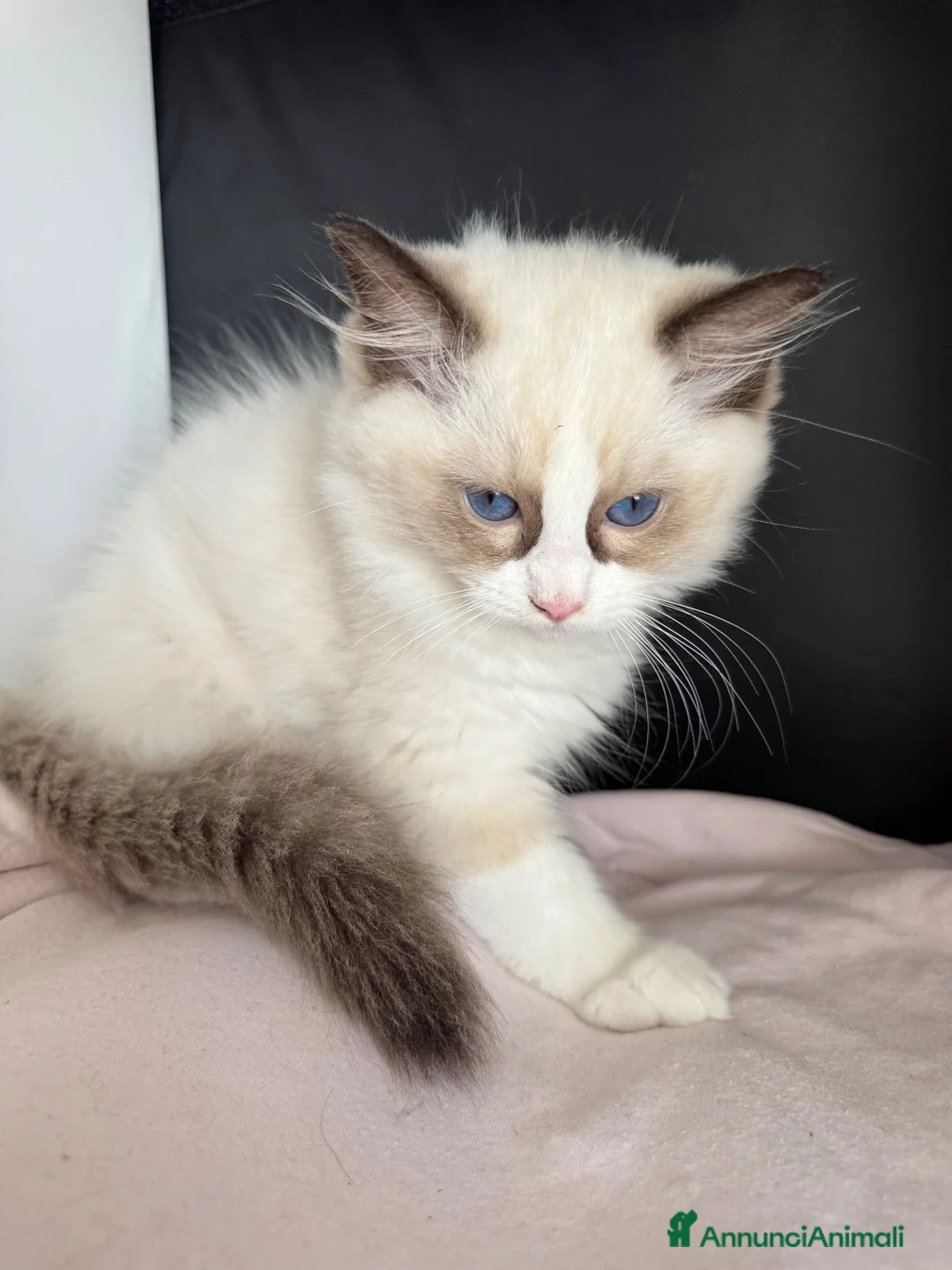 Ragdoll gatti in vendita: Splendidi cuccioli di Ragdoll - Annuncio 2