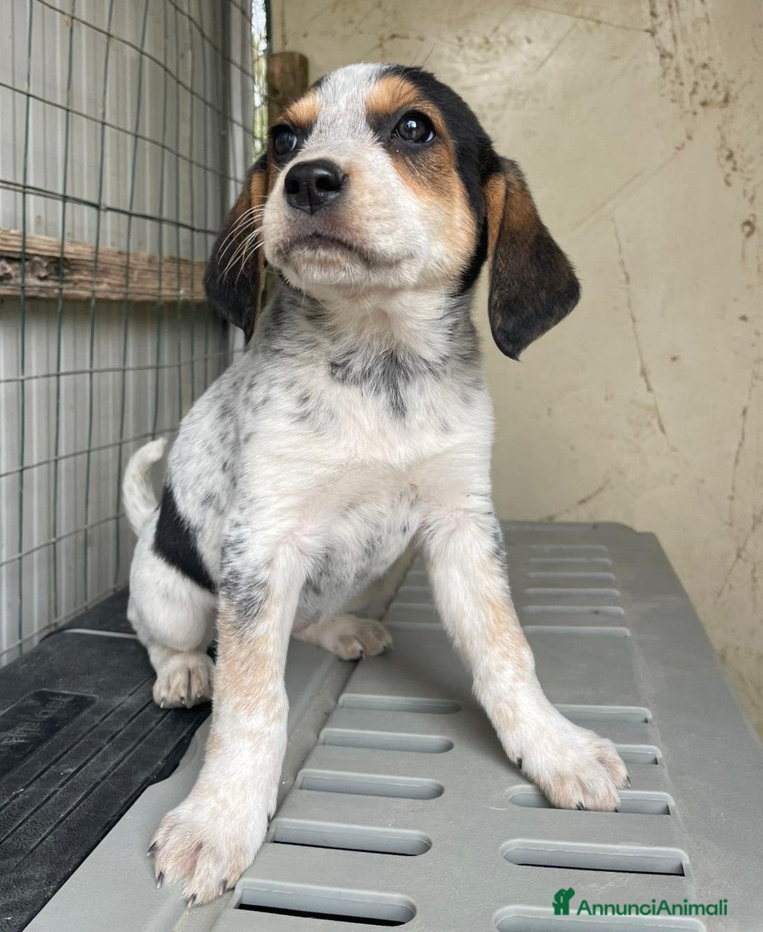 Meticcio cani LA DOLCISSIMA CLEMENTINA - Annuncio 39