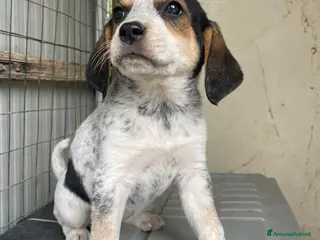 Meticcio cani LA DOLCISSIMA CLEMENTINA - Annuncio 39