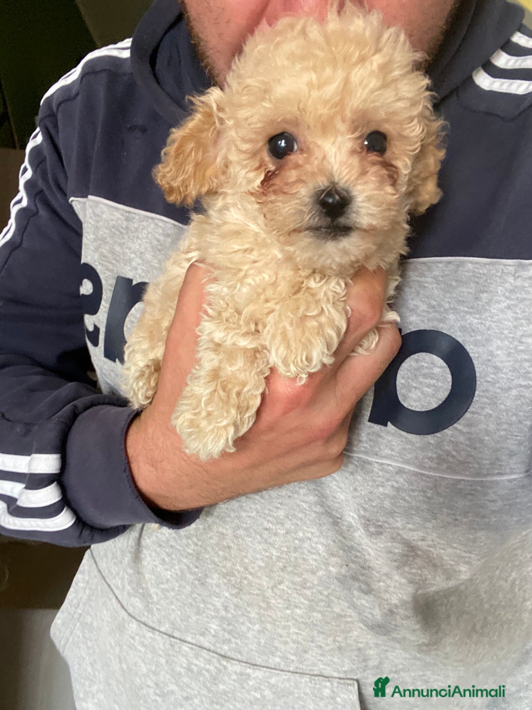 Maltese cani in vendita: Maltipoo a Provincia di Latina - Immagine 16