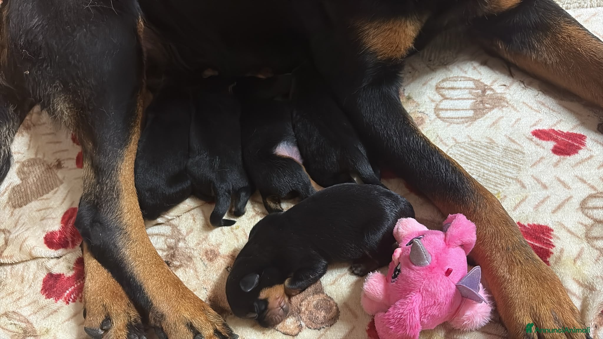 Rottweiler cani Cuccioli nati il 15/6  - Annuncio 2