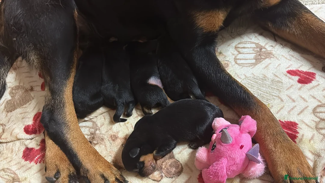 Rottweiler cani in vendita: Cuccioli nati il 15/6  a Provincia di Pavia - Annuncio 1