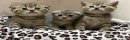 British gatti in vendita: Scottish fold sthrait  - Annuncio 7