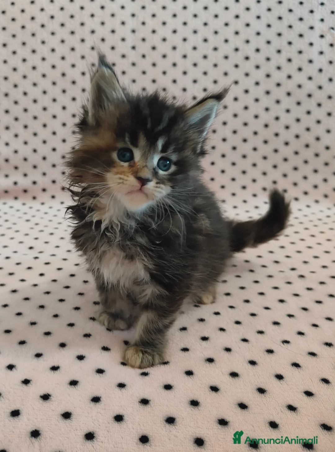 Maine Coon gatti in vendita: Cuccioli Maine coon  - Annuncio 11