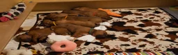Rhodesian Ridgeback cani in vendita: Wid Gees Litter - Annuncio 12