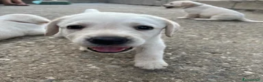 Labrador 4