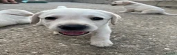 Labrador cani in vendita: Cuccioli di Labrador - Annuncio 17