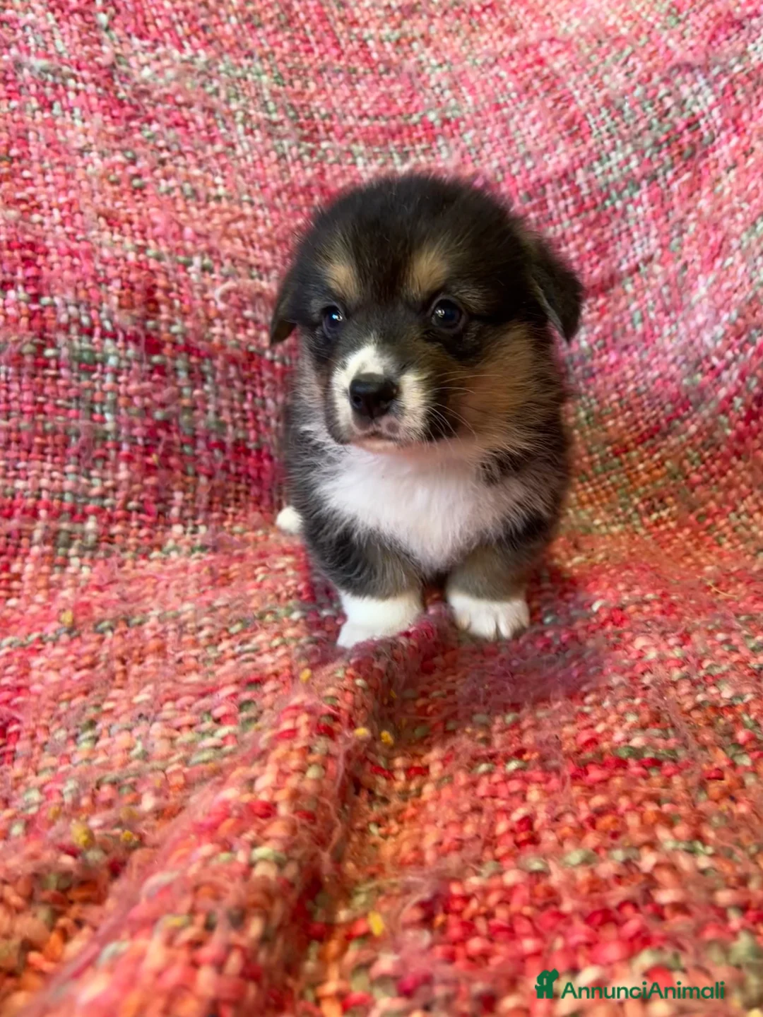 Corgi Pembroke cani in vendita: Welsh corgi Pembroke  a Città metropolitana di Roma Capitale - Annuncio 6