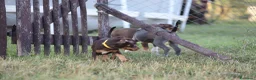 Pitbull cani in vendita: Cuccioli Pit Bull con pedigree anche a rate - Annuncio 26