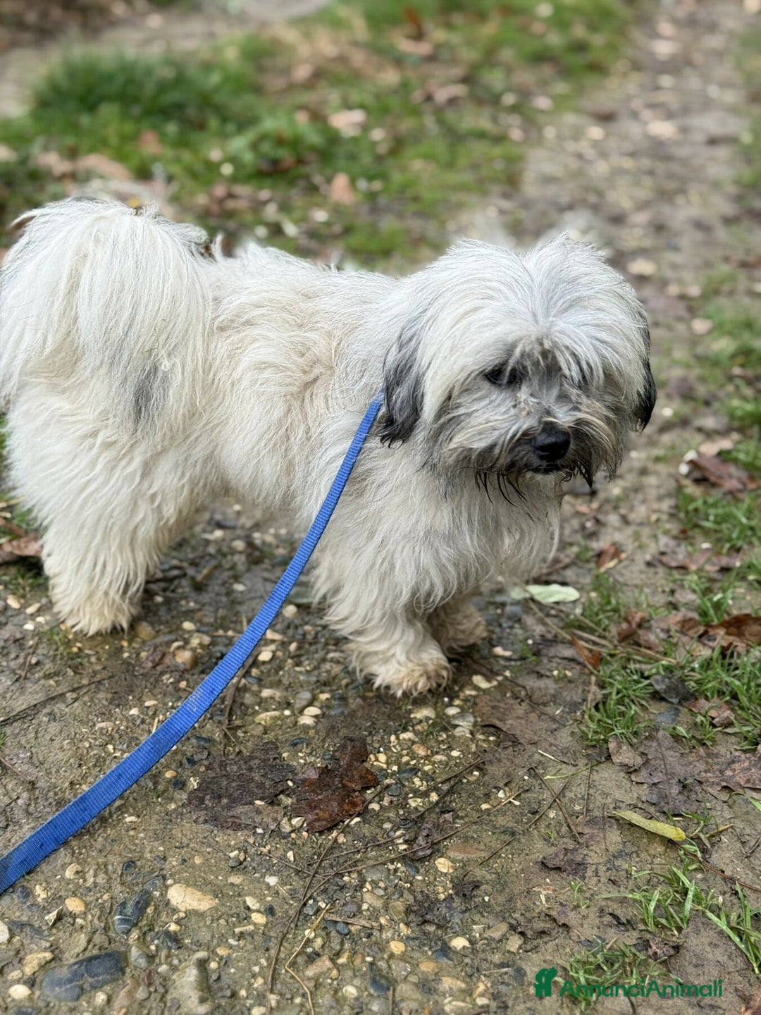 Shih Tzu cani in regalo: BUNNY, mix SHIH TZU tutto pelo! 4KG. - Annuncio 4