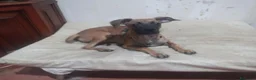 Meticcio cani in vendita: Similpinscher Jerry a Provincia di Prato - Annuncio 4