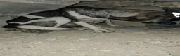 Meticcio cani in regalo: Alan: 2 mesi taglia contenuta  - Annuncio 10