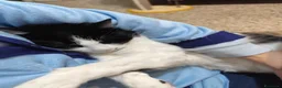 Europeo gatti in regalo: Micha e Rainbow hanno bisogno di una nuova casa! - Annuncio 13