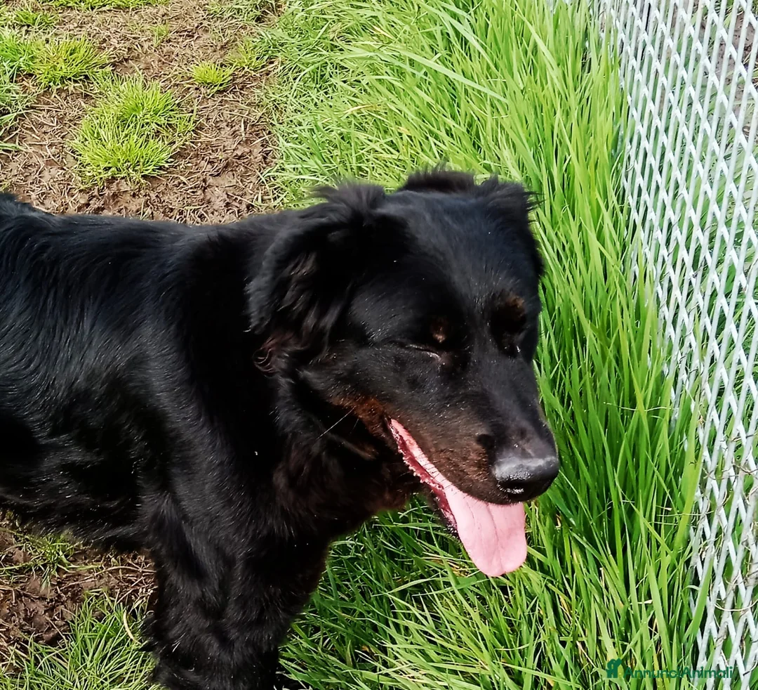 Meticcio cani in regalo: Antonia cucciolona mix labrador color cioccolato a Provincia di Latina - Annuncio 6